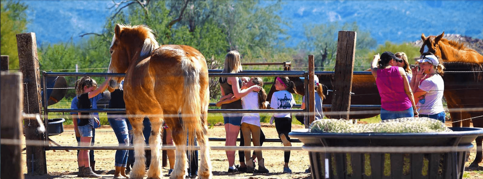 Kids and adults visiting the horse corals